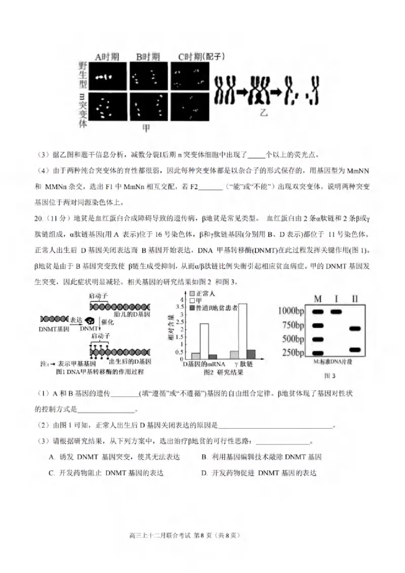 重庆市拔尖强基联盟育才中学校、万州高级中学、西南大学附属中学校2024届高三上学期12月联考生物