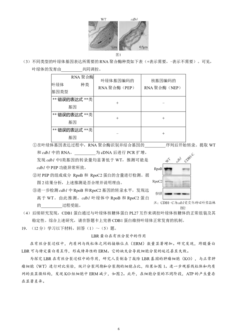 北京市丰台区2024-2025学年高三上学期期末考试生物试卷（含答案）_2025年1月_250112北京市丰台区2024-2025学年高三上学期期末考试