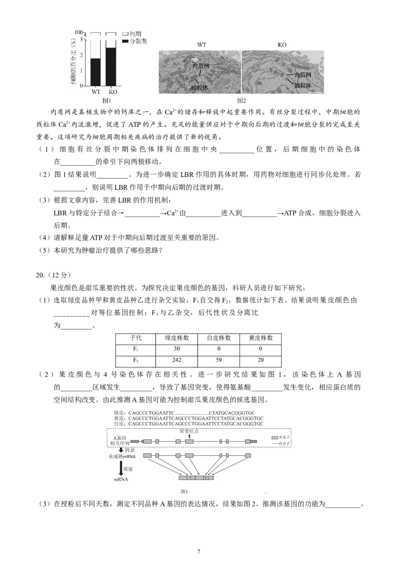 北京市丰台区2024-2025学年高三上学期期末考试生物试卷（含答案）_2025年1月_250112北京市丰台区2024-2025学年高三上学期期末考试