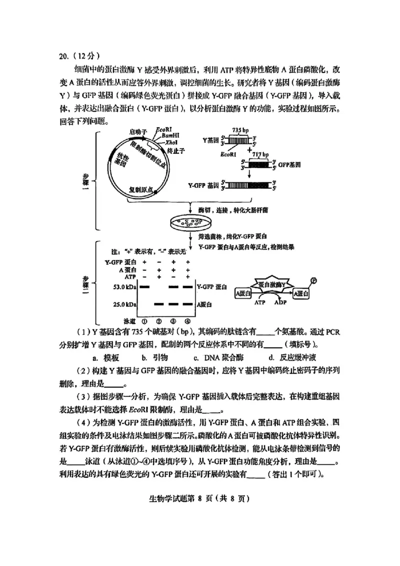 2025年1月四川省普通高等学校招生考试适应性测试（八省联考）生物（四川）_2025年1月_2501062025年高考综合改革适应性演练（八省联考）