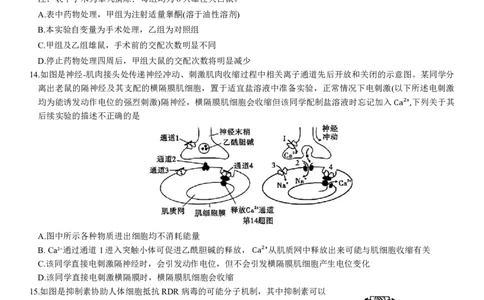 重庆市南开中学高2024届高三第五次质量检测生物试题_2024届重庆市南开中学高三第五次质量检测_重庆市南开中学高2024届高三第五次质量检测生物