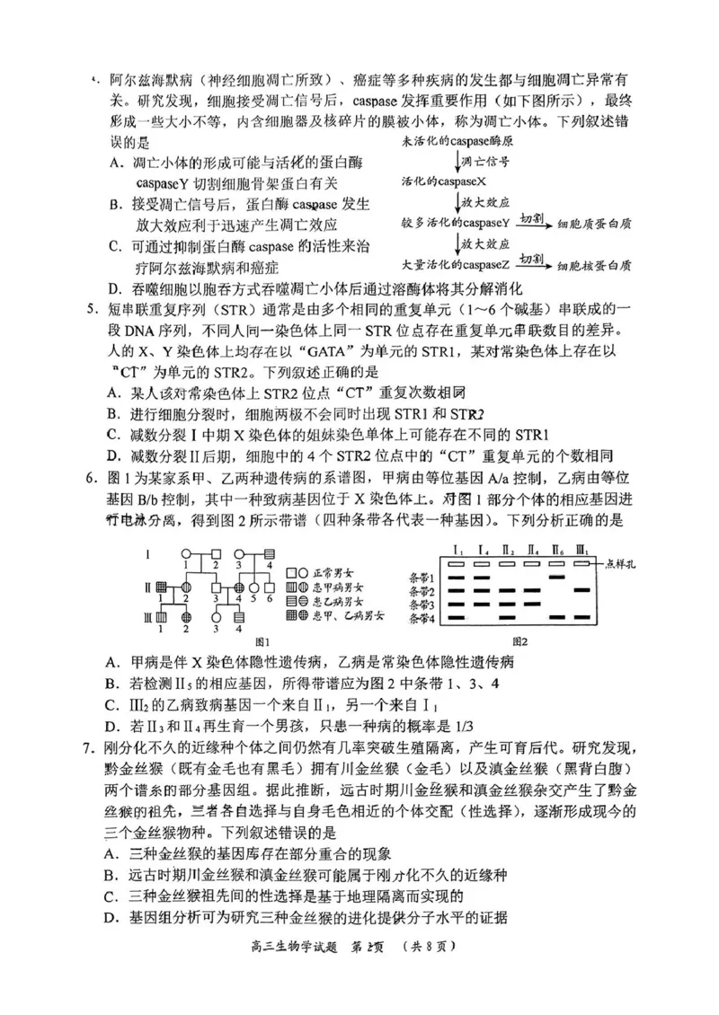 2025届山东省日照市高三校际联合考试(一模)生物试题_2025年2月_2502212025届山东省日照市高三下学期校际联合考试(一模)（全科）
