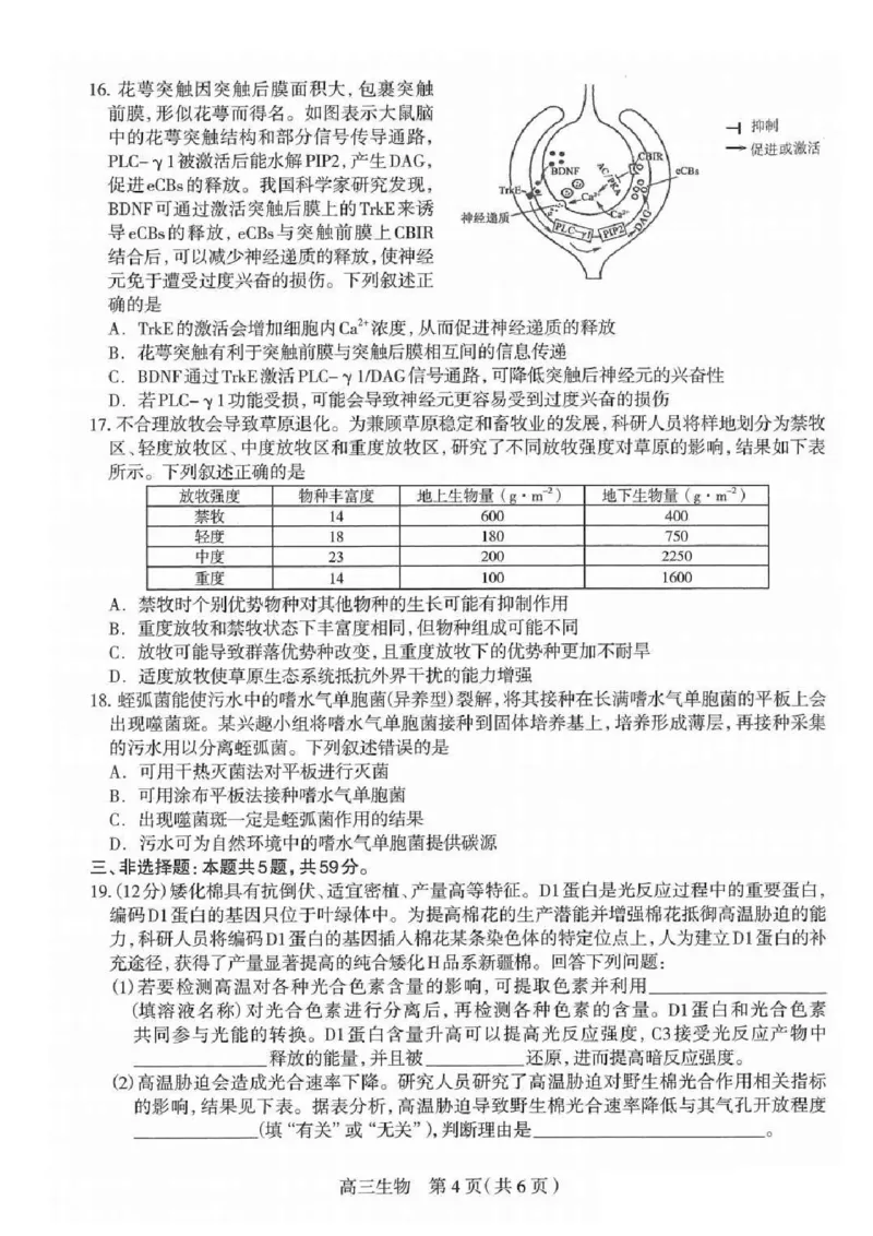 2025届河北省石家庄市普通高中毕业年级教学质量检测（一）生物试卷（含答案）_2025年3月_250312河北省石家庄市2025届高三教学质量检测（一）（全科）