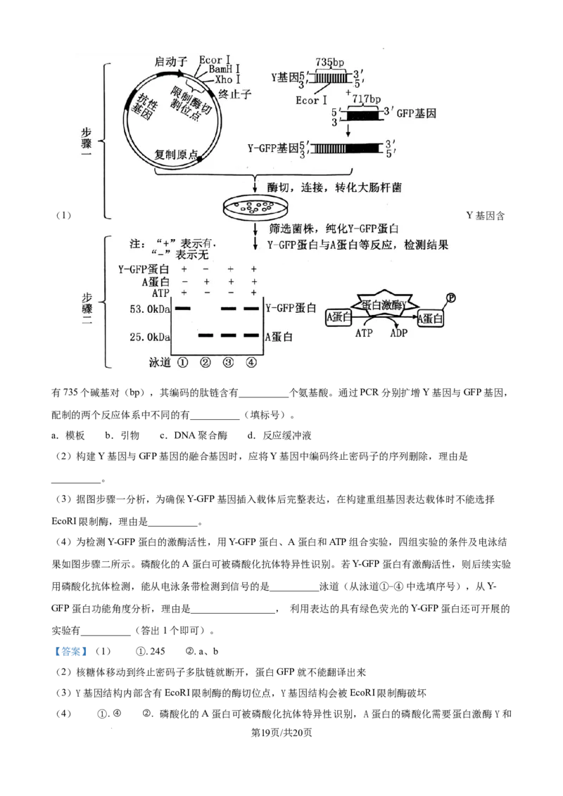 2025年高考综合改革适应性演练（八省联考）生物答案（四川）_2025年1月_❤2025年高考综合改革适应性演练（八省联考）(1)