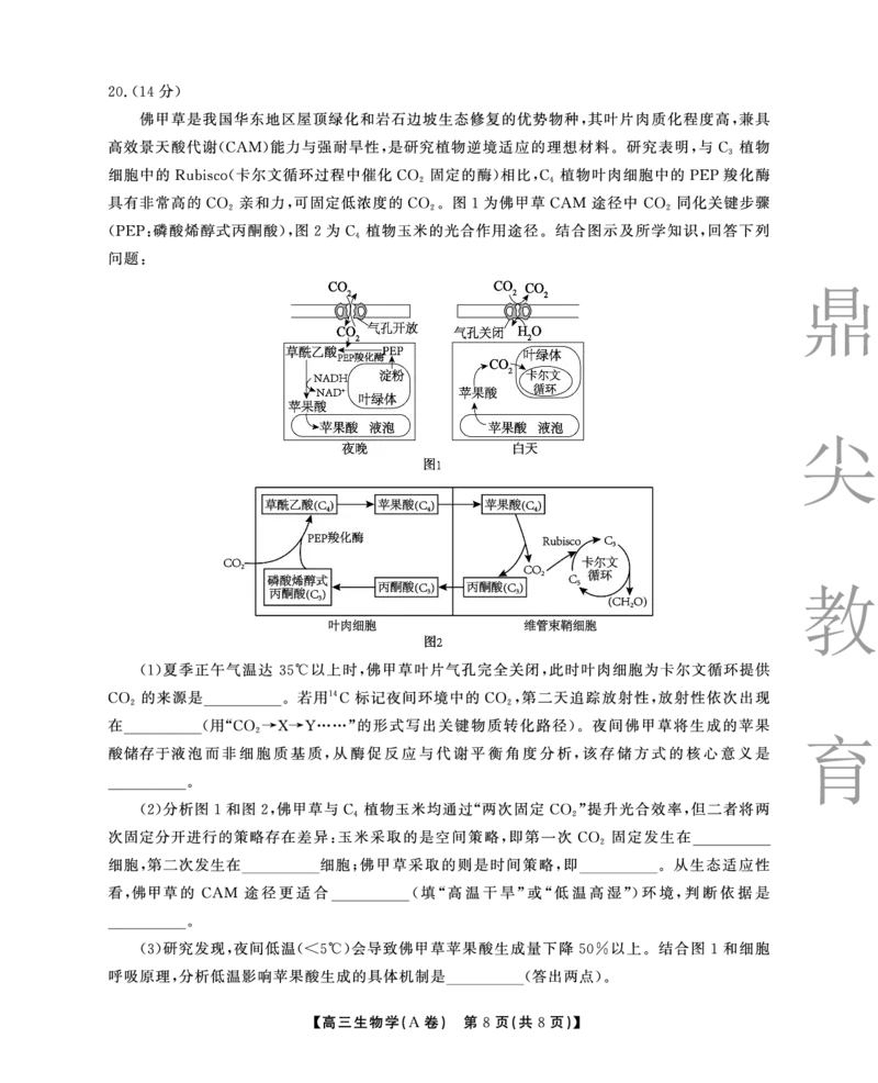 2025-2026学年鼎尖名校大联考生物(A)_2025年10月_251013安徽省鼎尖名校大联考2025-2026学年高三上学期10月月考（全科）