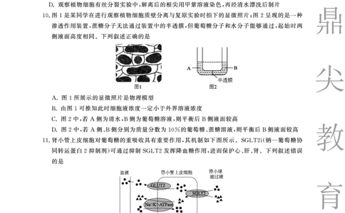2025-2026学年鼎尖名校大联考生物(A)_2025年10月_251013安徽省鼎尖名校大联考2025-2026学年高三上学期10月月考（全科）