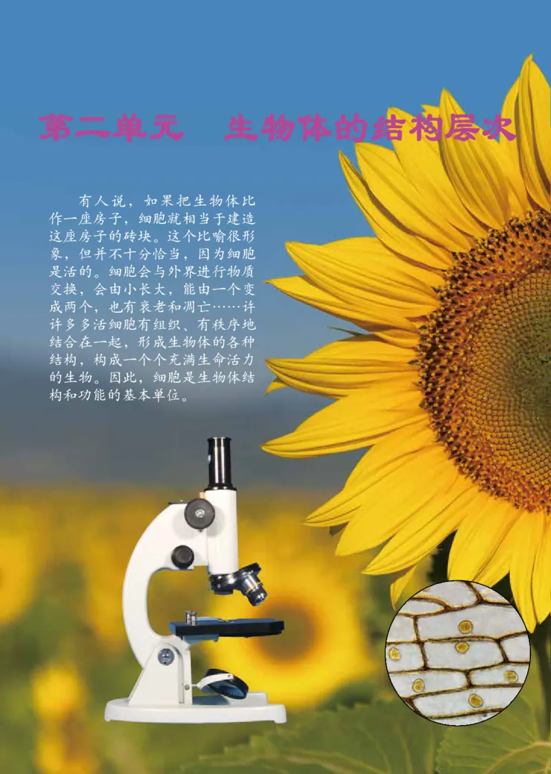 鲁教版6年级生物上册高清教材_4-教培资料-26年最新资料-同步更新_初中高中教资_03科三专项（进去保存报考的学科即可）_02科三专项（笔记真题思维导图教学设计版本二）