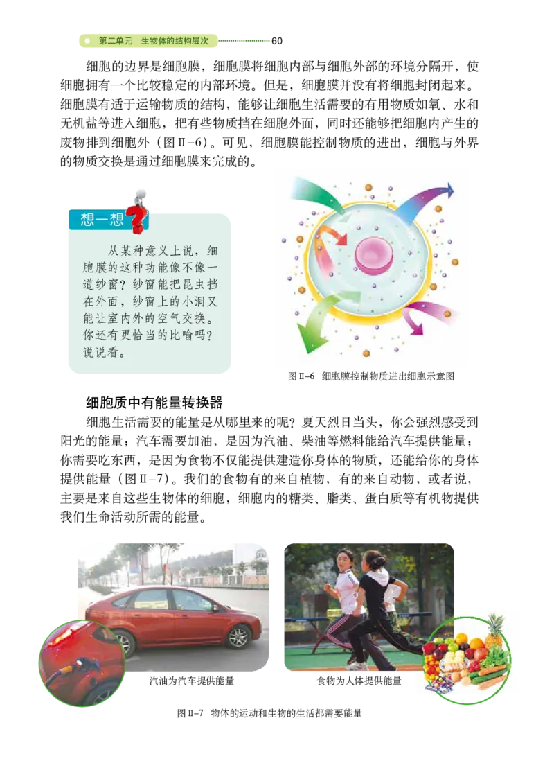 鲁教版6年级生物上册高清教材_4-教培资料-26年最新资料-同步更新_初中高中教资_03科三专项（进去保存报考的学科即可）_02科三专项（笔记真题思维导图教学设计版本二）