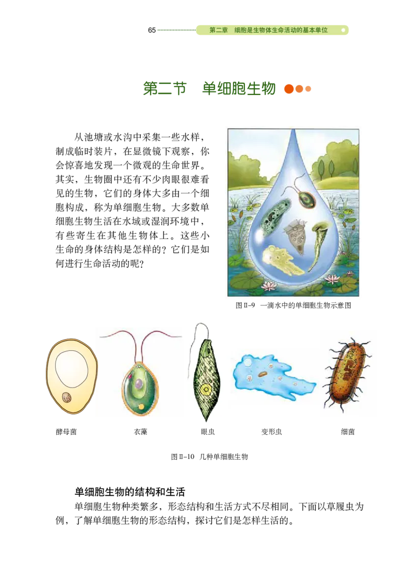 鲁教版6年级生物上册高清教材_4-教培资料-26年最新资料-同步更新_初中高中教资_03科三专项（进去保存报考的学科即可）_02科三专项（笔记真题思维导图教学设计版本二）