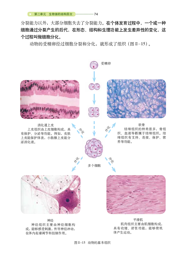 鲁教版6年级生物上册高清教材_4-教培资料-26年最新资料-同步更新_初中高中教资_03科三专项（进去保存报考的学科即可）_02科三专项（笔记真题思维导图教学设计版本二）