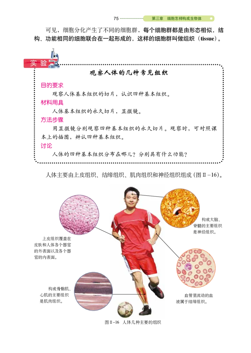 鲁教版6年级生物上册高清教材_4-教培资料-26年最新资料-同步更新_初中高中教资_03科三专项（进去保存报考的学科即可）_02科三专项（笔记真题思维导图教学设计版本二）