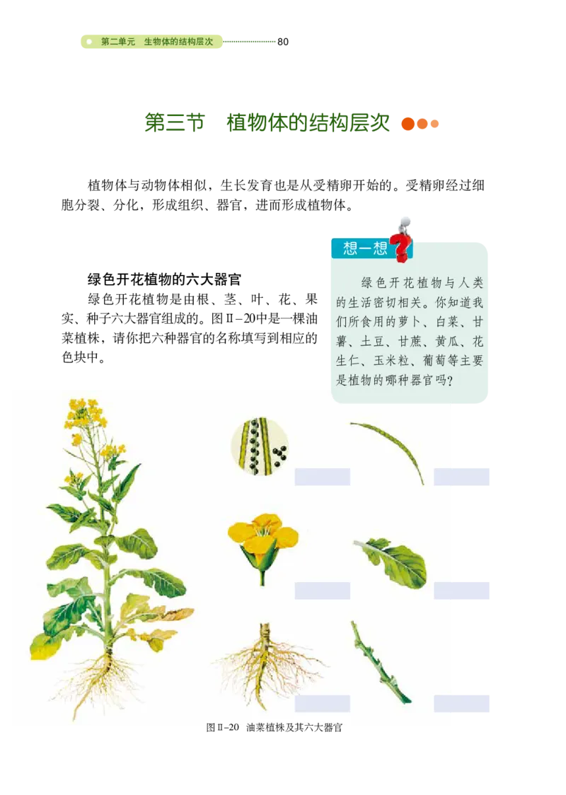 鲁教版6年级生物上册高清教材_4-教培资料-26年最新资料-同步更新_初中高中教资_03科三专项（进去保存报考的学科即可）_02科三专项（笔记真题思维导图教学设计版本二）