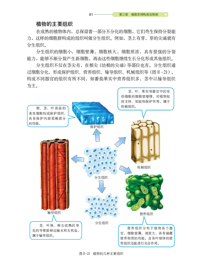 鲁教版6年级生物上册高清教材_4-教培资料-26年最新资料-同步更新_初中高中教资_03科三专项（进去保存报考的学科即可）_02科三专项（笔记真题思维导图教学设计版本二）
