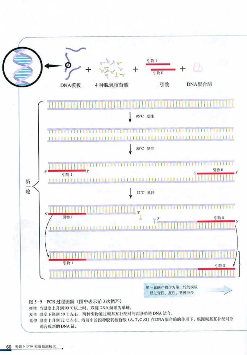 高中生物选修1生物技术实践_4-教培资料-26年最新资料-同步更新_初中高中教资_03科三专项（进去保存报考的学科即可）_02科三专项（笔记真题思维导图教学设计版本二）