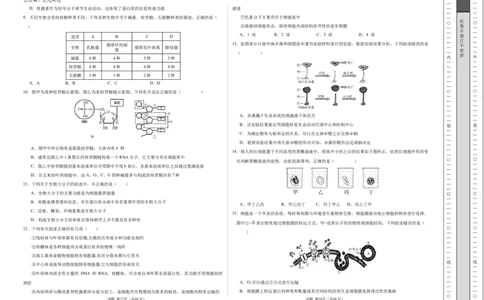 高一生物期中模拟卷02测试范围：人教版2019第1~4章（考试版A3）（新高考通用）_1多考区联考试卷_1014高一期中模拟卷（新高考通用）黄金卷：2024-2025学年高一上学期期中模拟考试
