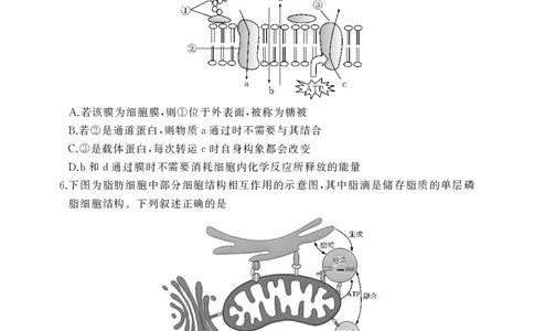 2026届湖北省黄冈九调生物试题_2025年9月_250918湖北省黄冈市2025年高三9月起点考试（全科）_26届高三黄冈九调