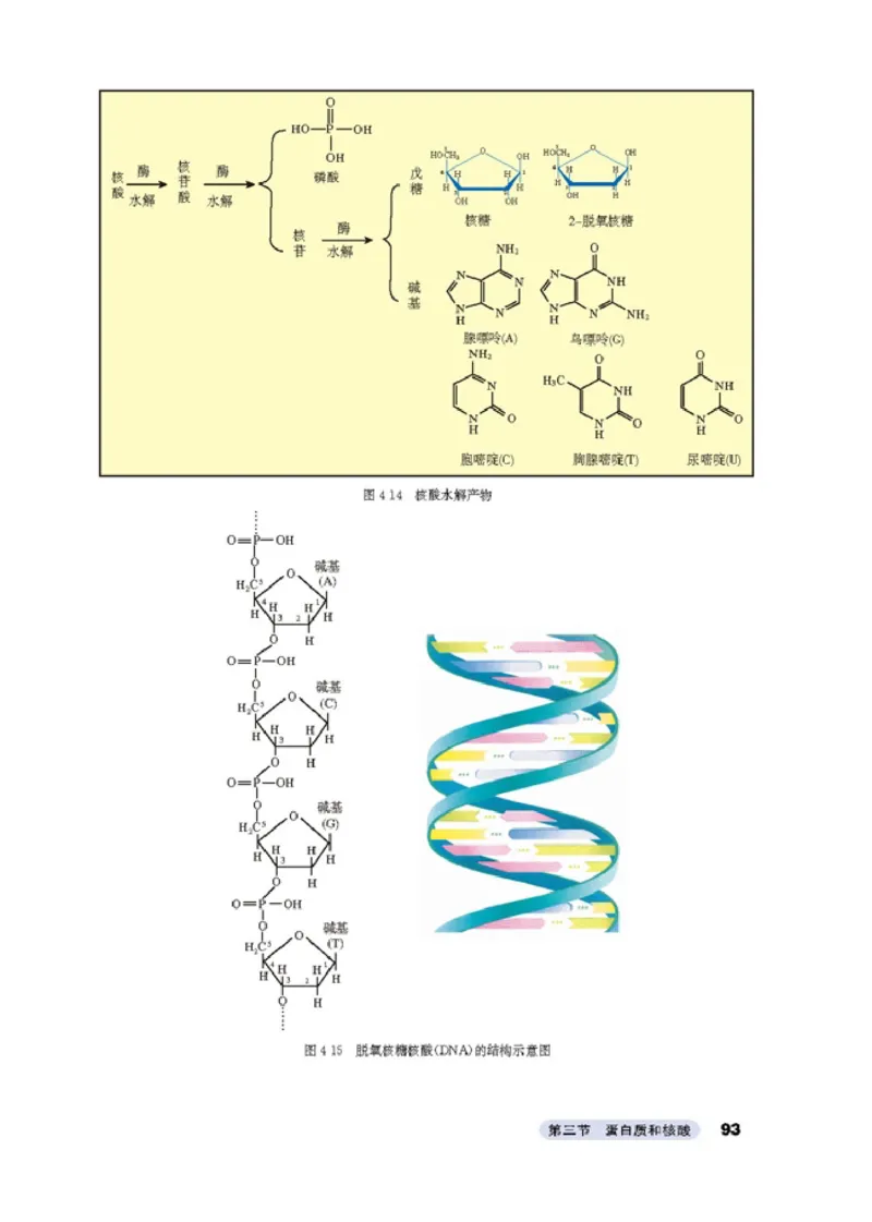 高中化学选修5有机化学基础_4-教培资料-26年最新资料-同步更新_初中高中教资_03科三专项（进去保存报考的学科即可）_02科三专项（笔记真题思维导图教学设计版本二）