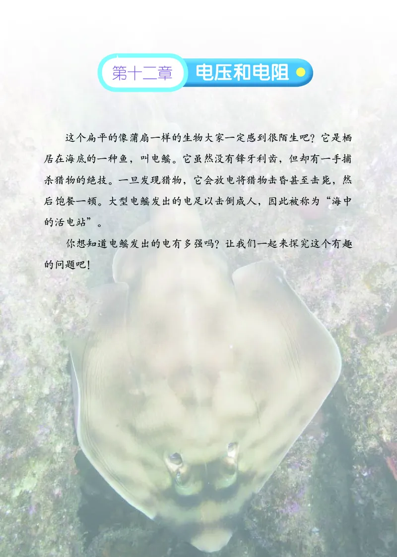 鲁科版9年级物理上册高清教材_4-教培资料-26年最新资料-同步更新_初中高中教资_03科三专项（进去保存报考的学科即可）_02科三专项（笔记真题思维导图教学设计版本二）