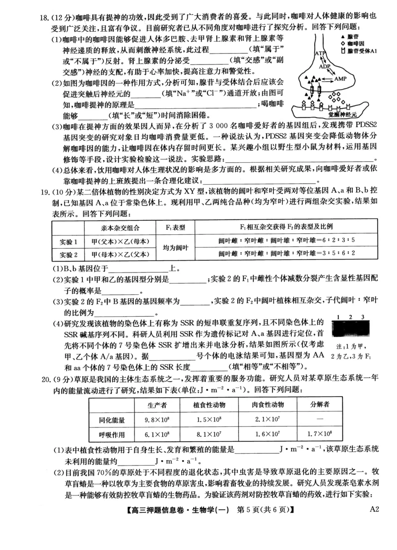 2025届高三押题信息卷（一）生物_2025年5月_2505032025届高三押题信息卷（一）