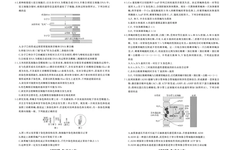 25.2齐鲁名校大联考高三生物学同类训练题正文_2025年2月_250218山东省齐鲁名校2025届高三下学期第五次学业水平联合检测