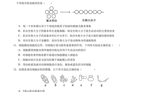 高一生物期中模拟卷01测试范围：人教版2019第1~4章（考试版A4）（新高考通用）_1多考区联考试卷_1014高一期中模拟卷（新高考通用）黄金卷：2024-2025学年高一上学期期中模拟考试