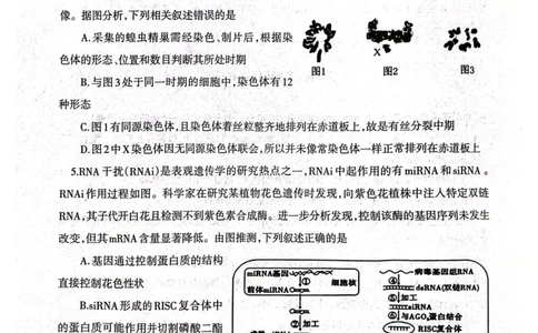 2025届辽宁省辽南协作体高三下学期第三次模拟生物试卷_2025年5月_0519辽宁省辽南协作体2024-2025学年高三下学期第三次模拟考试_2025届辽宁省辽南协作体高三下学期第三次模拟生物试卷