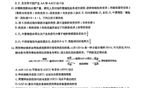 华大新高考联盟2025届高三4月教学质量测评生物_2025年4月_250428湖北省华大新高考联盟2025届高三4月教学质量测评（全科）_华大新高考联盟2025届高三4月教学质量测评生物