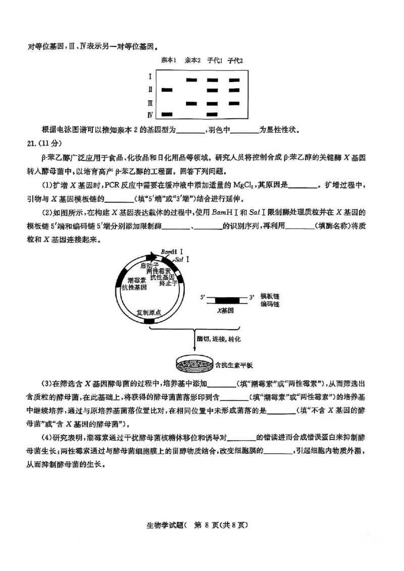华大新高考联盟2025届高三4月教学质量测评生物_2025年4月_250428湖北省华大新高考联盟2025届高三4月教学质量测评（全科）_华大新高考联盟2025届高三4月教学质量测评生物