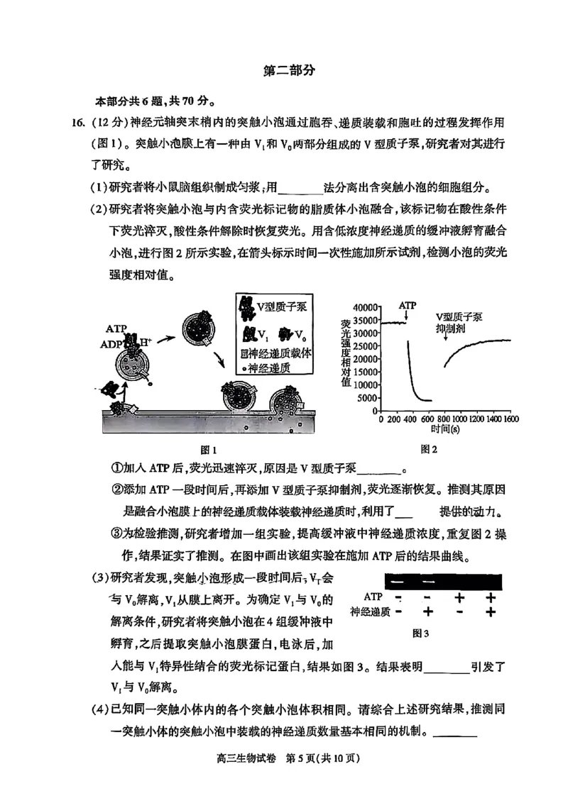 2025北京朝阳高三一模生物试题及答案_2025年4月_250407北京市朝阳区2025届高三一模（全科）