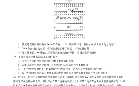 生物（新高考通用）01（考试版）(1)_1多考区联考_08272024年新高二开学摸底考试卷（word版含解析和答题卡）