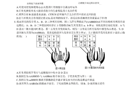 决胜新高考&middot;四川名优校联盟2025届高三4月联考生物+答案_2025年4月_250403决胜新高考&middot;四川名优校联盟2025届高三4月联考