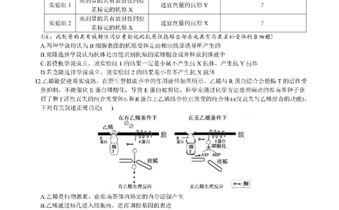 决胜新高考&middot;四川名优校联盟2025届高三4月联考生物+答案_2025年4月_250403决胜新高考&middot;四川名优校联盟2025届高三4月联考