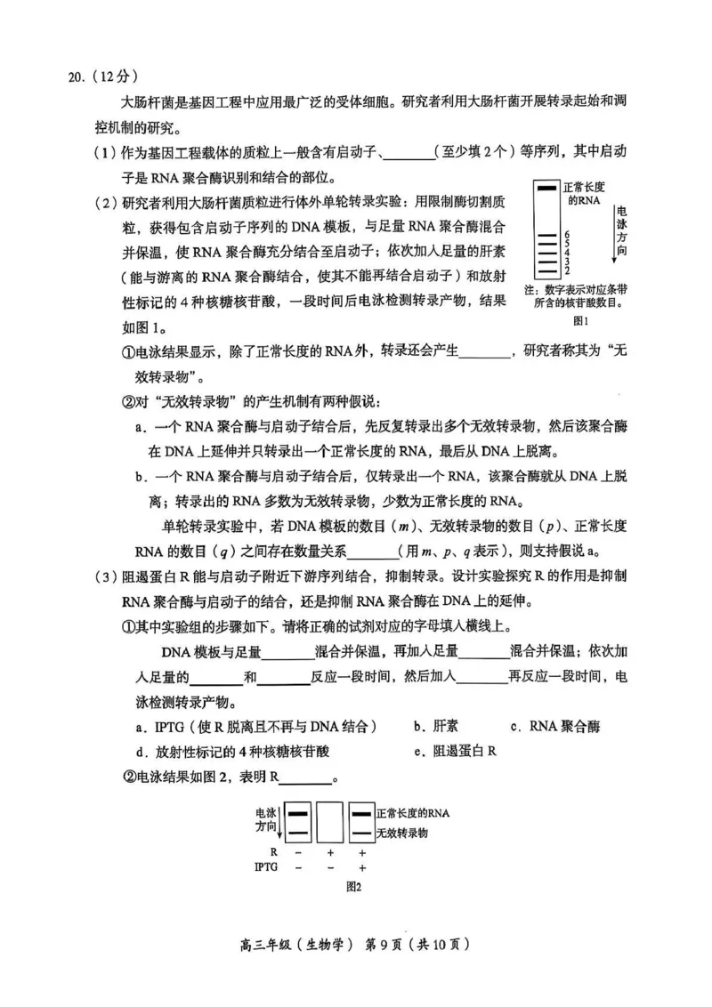2025年北京市海淀区高三二模-生物+答案_2025年5月_250512北京市海淀区2024-2025学年高三下学期期末练习(二模)（全科）