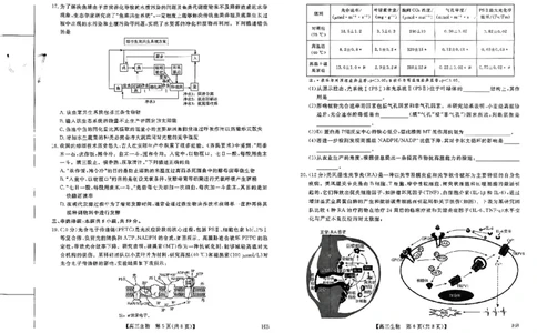 2025届河北省高三下学期金科大联考5月份质量检测生物试卷_2025年5月_0521河北省金科大联考2025届高三下学期5月份质量检测_2025届河北省高三下学期金科大联考5月份质量检测生物试卷