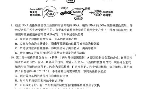 东北师大附中2025届高三下学期期初考试-生物试题+答案_2025年2月_250224吉林省长春市东北师范大学附属中学2024-2025学年高三下学期开学考试