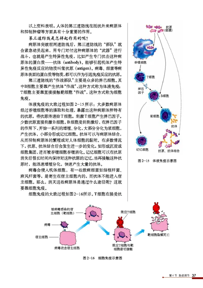 高中生物必修3稳态与环境_4-教培资料-26年最新资料-同步更新_初中高中教资_03科三专项（进去保存报考的学科即可）_02科三专项（笔记真题思维导图教学设计版本二）