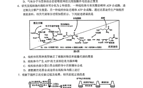 2025届重庆主城五区一诊生物_2025年1月_250116重庆主城五区一诊暨九龙坡高2025届学业质量调研抽测（全科）_2025届重庆主城五区一诊生物