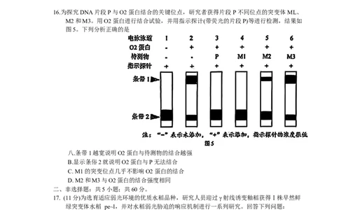2025届广东省深圳市高三下学期第一次调研考试生物学试题（含答案）_2025年2月_2502202025届广东省深圳市高三下学期第一次调研考试（全科）