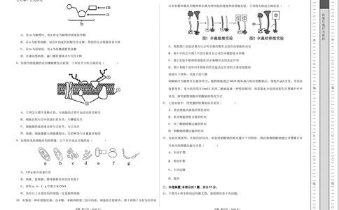 高一生物期中模拟卷测试范围：第1~4章（考试版A3）（天津专用）_1多考区联考试卷_1021高一期中模拟卷（天津专用）黄金卷：2024-2025学年高一上学期期中模拟考试