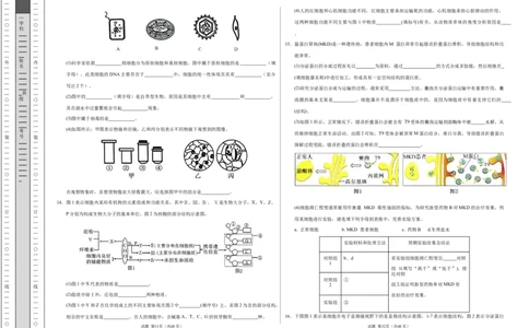高一生物期中模拟卷测试范围：第1~4章（考试版A3）（天津专用）_1多考区联考试卷_1021高一期中模拟卷（天津专用）黄金卷：2024-2025学年高一上学期期中模拟考试