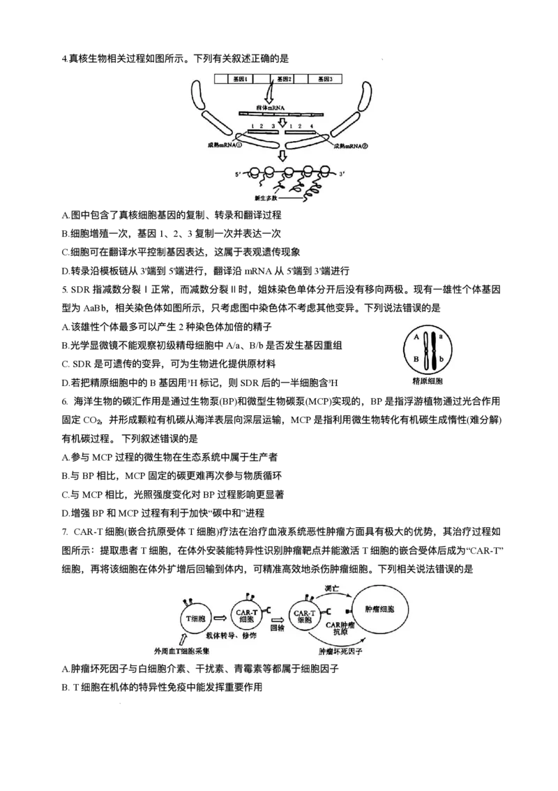 2025届吉林省长春市东北师范大学附属中学高三下学期第五次模拟考试生物试题（含答案）_2025年5月_2505312025届吉林省长春市东北师范大学附属中学高三下学期第五次模拟考试（全科）
