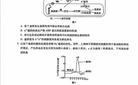 内蒙古包头市2025届高三下学期4月二模试题生物含答案_2025年4月_250423内蒙古包头市2025届高三下学期4月二模（全科）