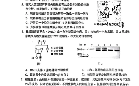 2025北京西城高三一模生物试题及答案_2025年4月_250413北京市西城区2025年高三一模（全科）