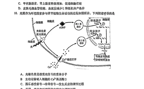 2025北京西城高三一模生物试题及答案_2025年4月_250413北京市西城区2025年高三一模（全科）