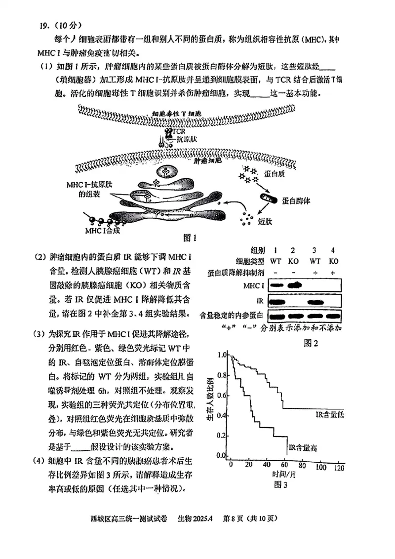 2025北京西城高三一模生物试题及答案_2025年4月_250413北京市西城区2025年高三一模（全科）