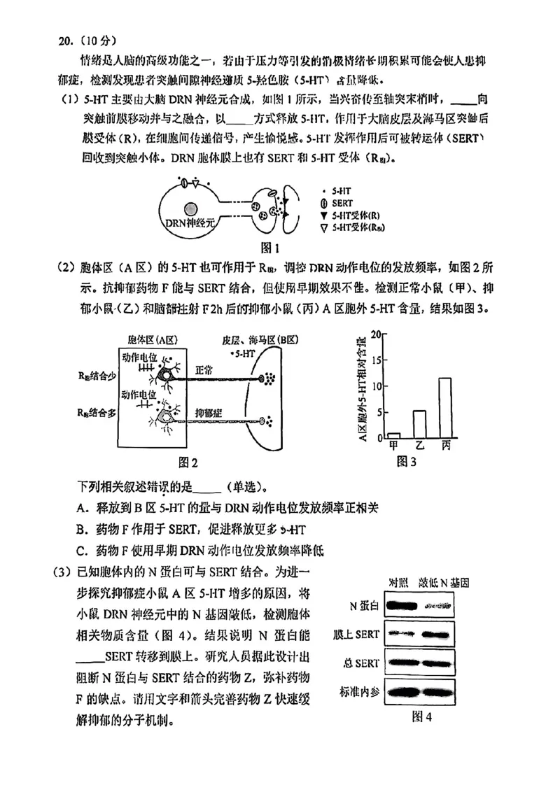 2025北京西城高三一模生物试题及答案_2025年4月_250413北京市西城区2025年高三一模（全科）