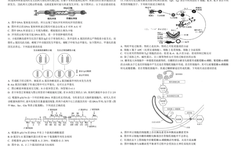 生物二模B4_2025年4月_250403东北三省三校2025届高三第二次联合模拟考试（哈师大附中、东师大附中、辽宁省实验中学）（全科）