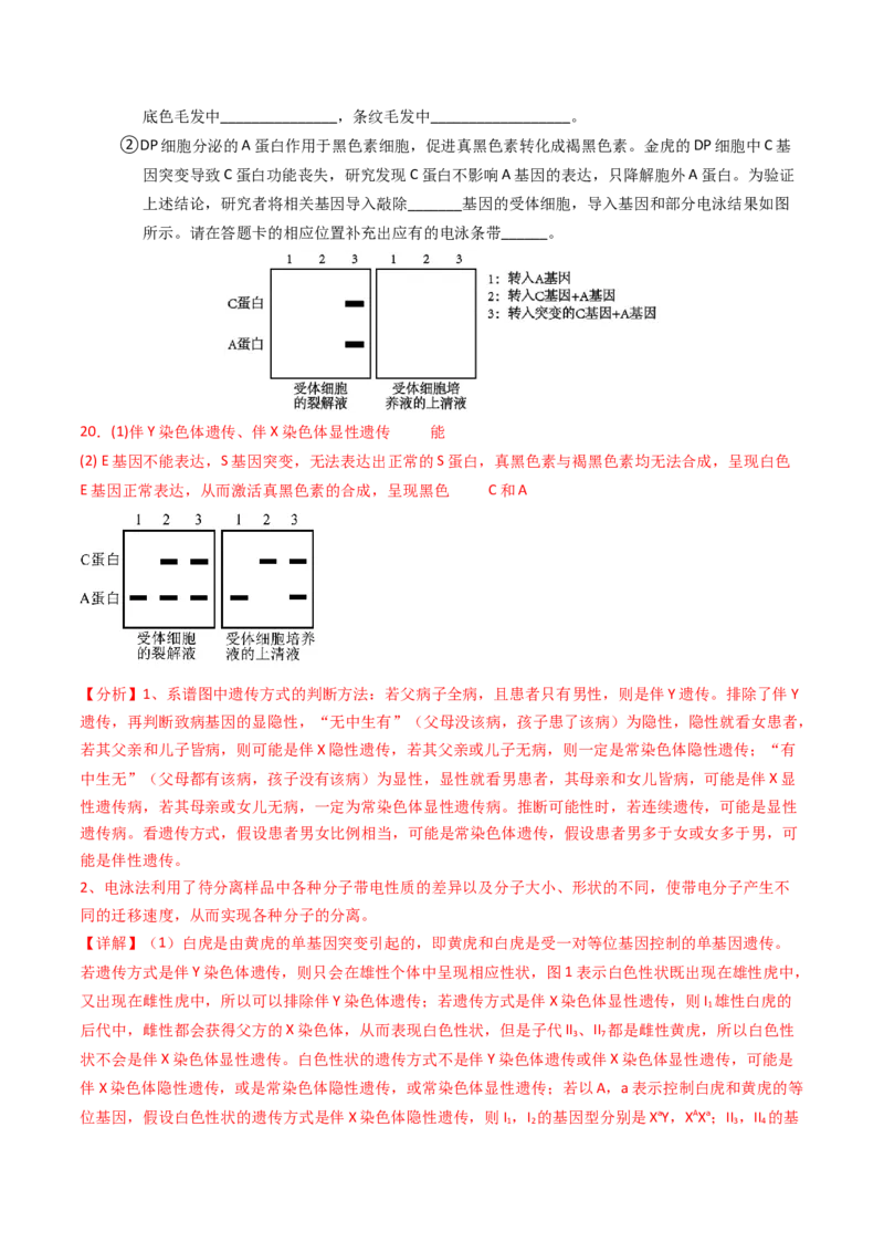 专题08伴性遗传和人类遗传病（解析卷）_近10年高考真题汇编（必刷）_十年（2014-2024）高考生物真题分项汇编（全国通用）_2023年高考真题和模拟题生物分项汇编（全国通用）