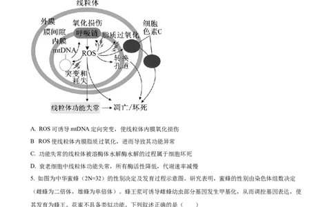 山西省太原市山西大学附属中学校2024-2025学年高三下学期3月月考生物_2025年3月_250331山西省太原市山西大学附属中学校2024-2025学年高三下学期3月月考