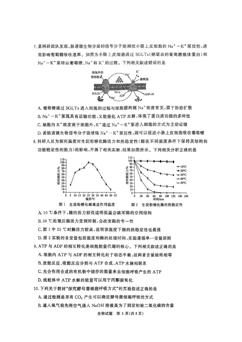 河南省青桐鸣2025-2026学年高三上学期10月联考--生物试卷_2025年10月_251019河南省青桐鸣大联考2025-2026学年高三上学期10月联考